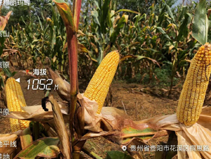 ����100��-��������-����