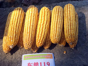 ����119��������-����