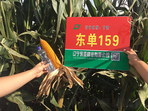 ����159-��������-����