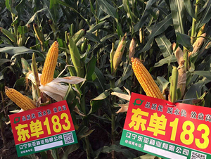 ����183-��������-����
