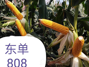 ����808-��������-����