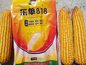 ����818-��������-����