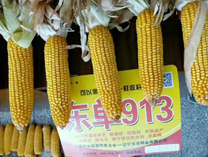 ����913-��������-����