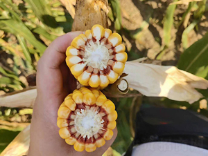 ����2184-��������-����