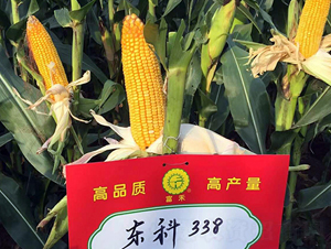 ����338-��������-����