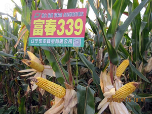 ����339-��������-����