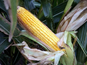 ����123-��������-����