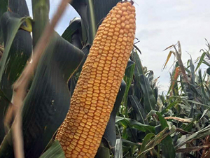 ����705-��������-����