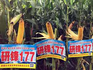 �з�177-��������-����