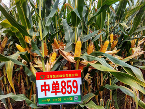 �е�859-��������-����