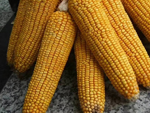 ����13��-��������-����