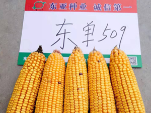 ����509-��������-����