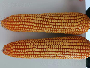 ����1781-��������-����