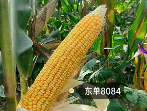 ����8084-��������-����