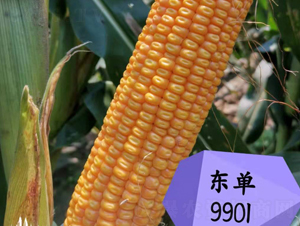 ����9901-��������-����
