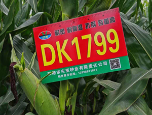 DK1799-��������-����