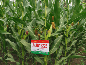 ����19Z26-��������-����