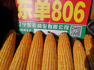 ����806-��������-����