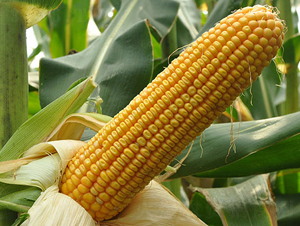 ����112-��������-����