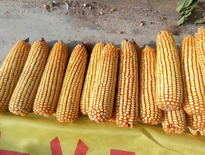 ����507-��������-����