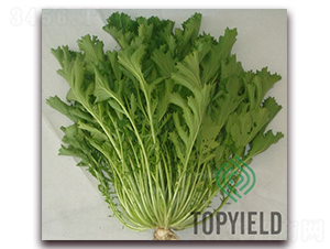 �ѩ3��-Ҷ������-�����ҵ