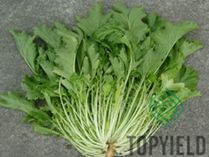 �ѩ4��-Ҷ������-�����ҵ