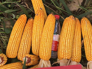 ����1607-��������-����