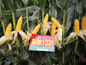 ����1331-��������-����