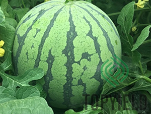 ��8424-��������-�����ҵ
