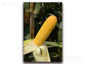 ����78-��������-������ҵ