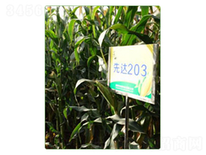 �ȴ�203-��������-������ҵ