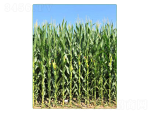 ����KWS2564-��������-������ҵ