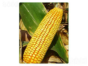 ����M753-��������-������ҵ