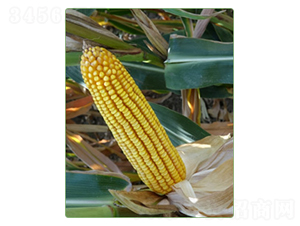 KWS1553-��������-������ҵ