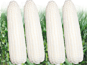 �տ�Ŵ2��-��������-��������