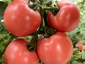 �շ�11��-��������-��������