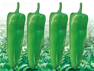 �ս�15��-��������-��������