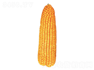 ����120-��������-������ҵ