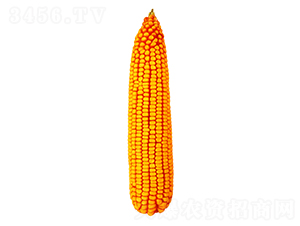 ����56-��������-������ҵ