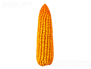 ����55-��������-������ҵ