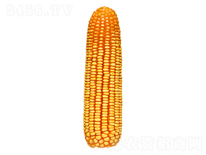 ����39-��������-������ҵ