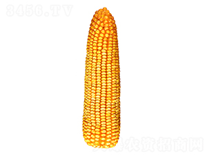 ����26��-��������-������ҵ