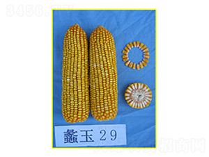 ���29-��������-���