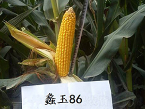 ���86-��������-���