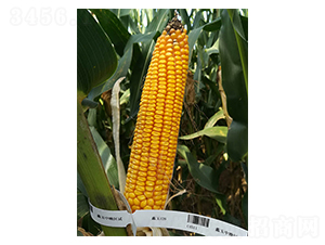 ���126-��������-���