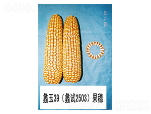 ���39-��������-���