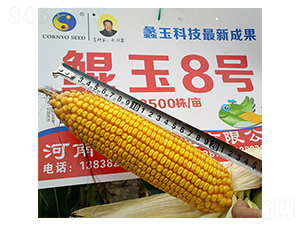 ����8��-��������-���