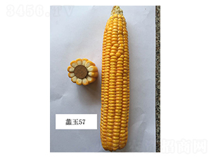 ���57-��������-���