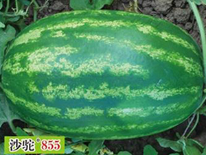 ɳ��855-��������-����
