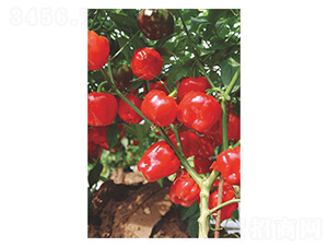 Բ��78-��������-������ҵ